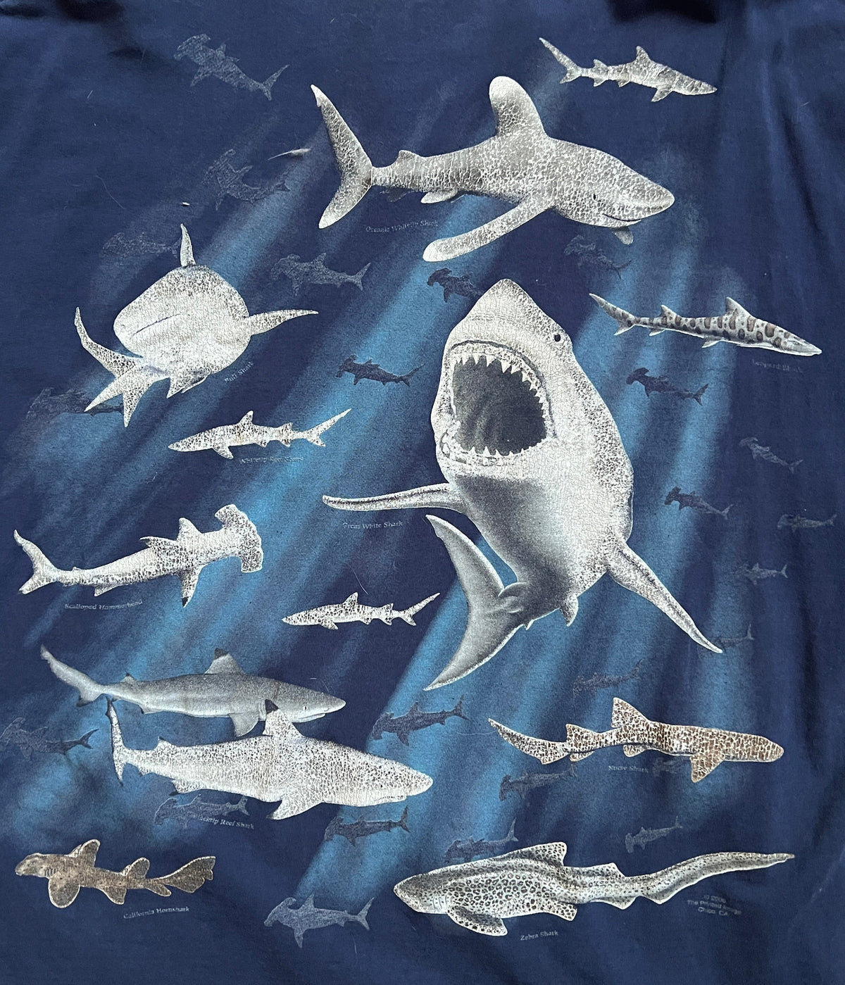 Scientific Center Shark Tee Shirt