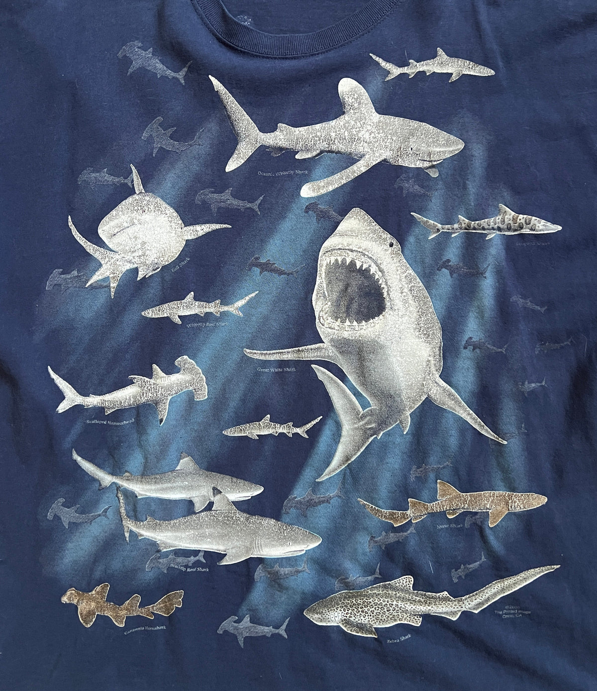 Scientific Center Shark Tee Shirt